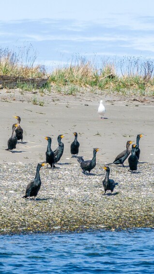 Picture 4 for Activity Wildlife Kayak Tour: Fort Flagler, WA 4