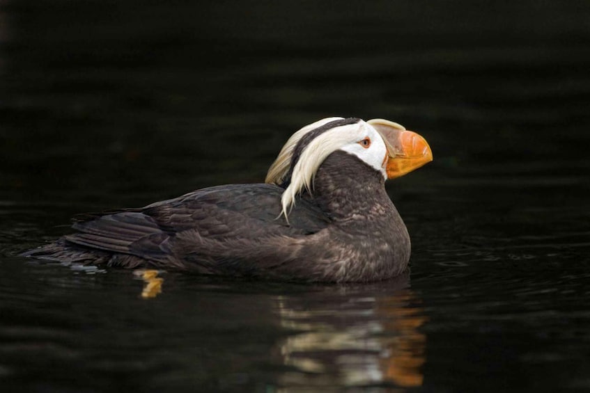 Picture 2 for Activity Wildlife Kayak Tour: Fort Flagler, WA 3