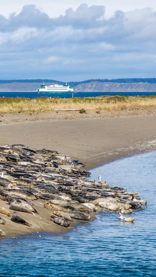 Picture 3 for Activity Wildlife Kayak Tour: Fort Flagler, WA 5