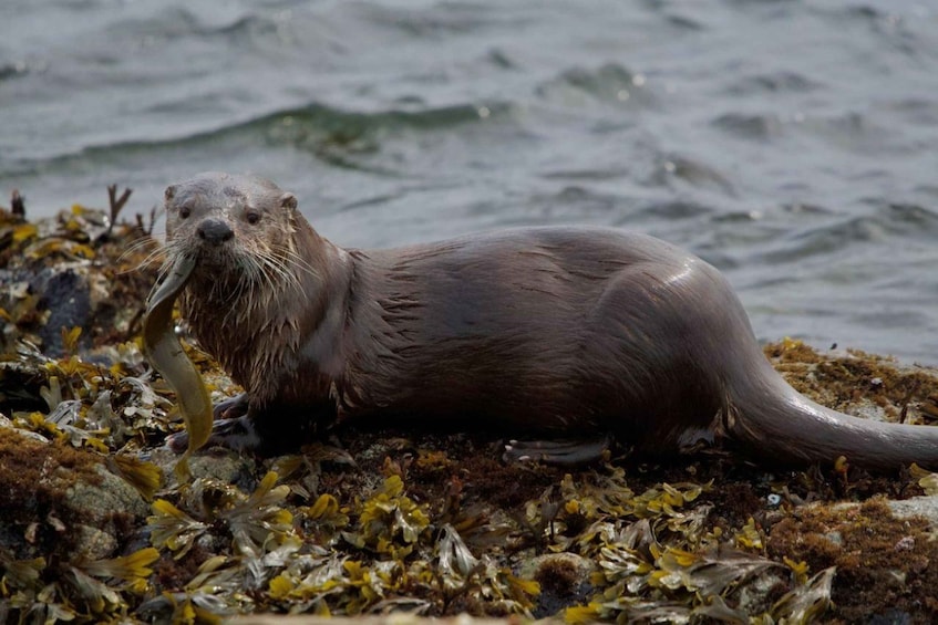 Picture 1 for Activity Wildlife Kayak Tour: Fort Flagler, WA 2