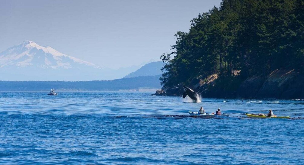 Wildlife Kayak Tour: Fort Flagler, WA 1
