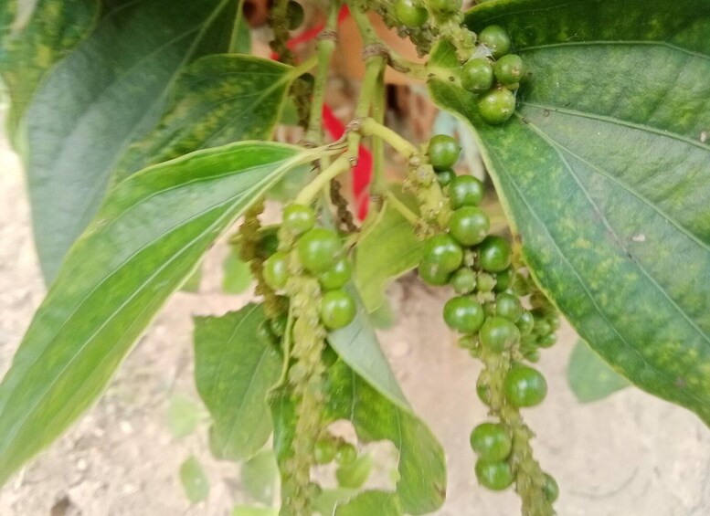 A plant with green leaves and clusters of small green fruits. 1