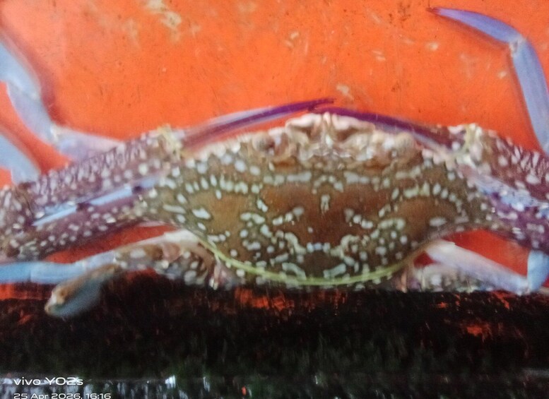 A crab with white spots on its shell. 3