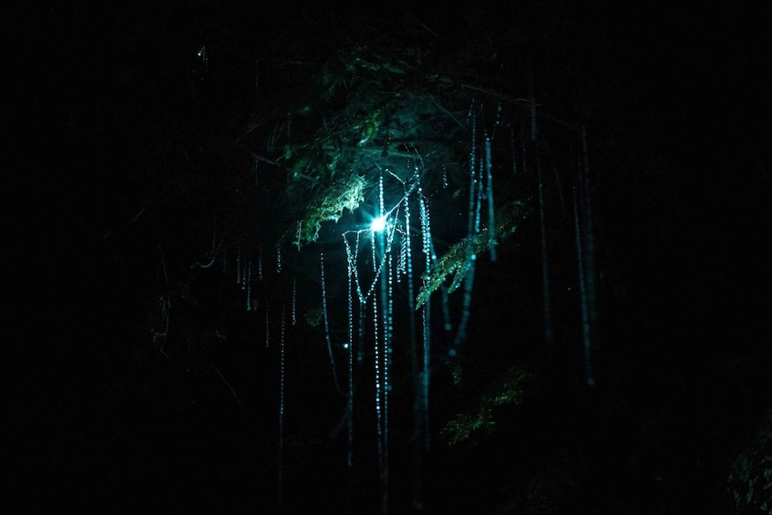A forest with hanging icicles illuminated by a light source. 3