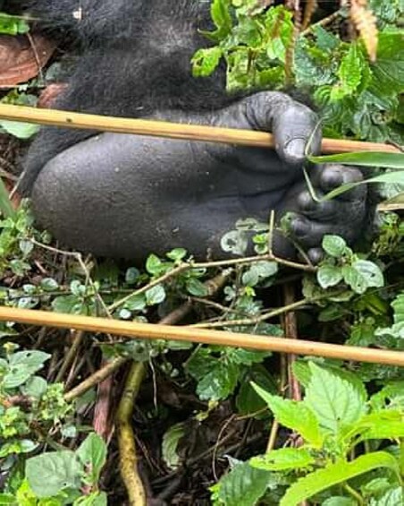 A gorilla sitting among green foliage. 3