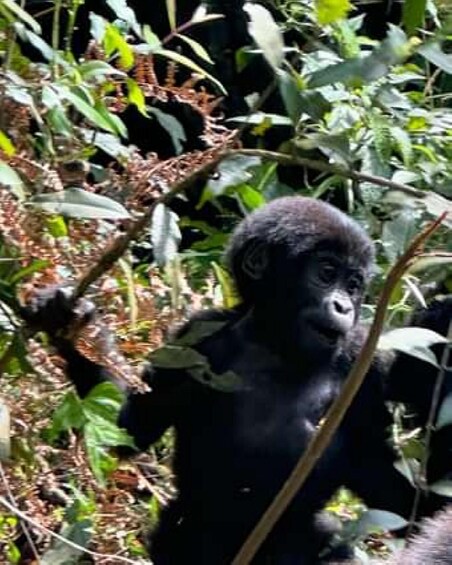 A gorilla in a dense forest with green foliage. 5
