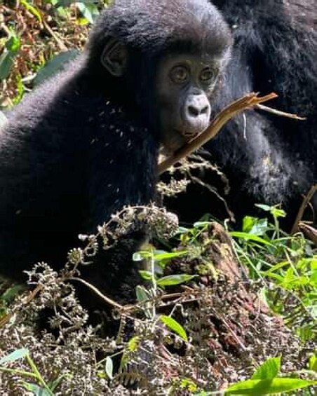 A gorilla resting among foliage. 4