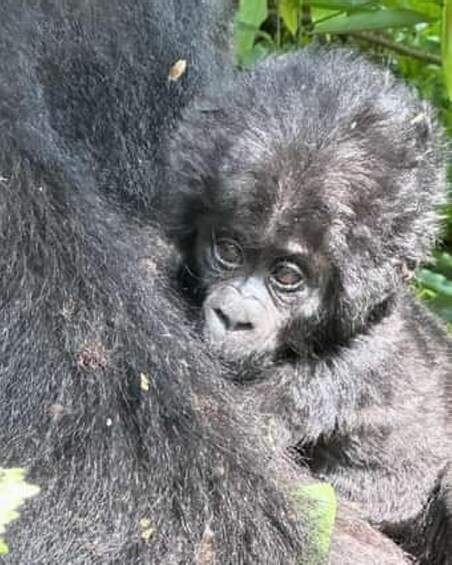 A baby gorilla nestled against a large gorilla's fur. 1