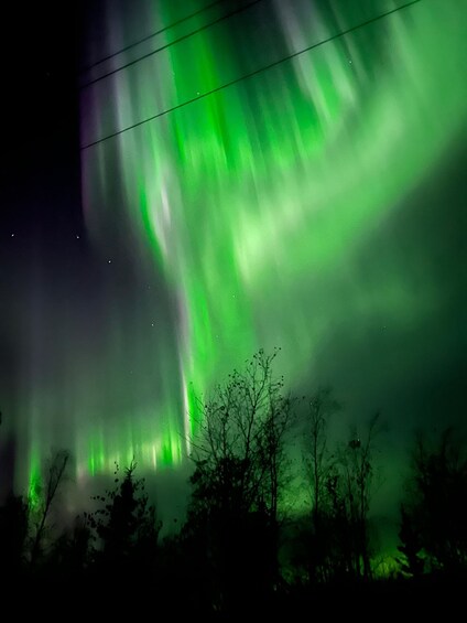 The Northern Lights over a forested landscape. 4
