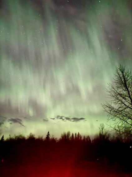 The Northern Lights over a forested landscape. 3
