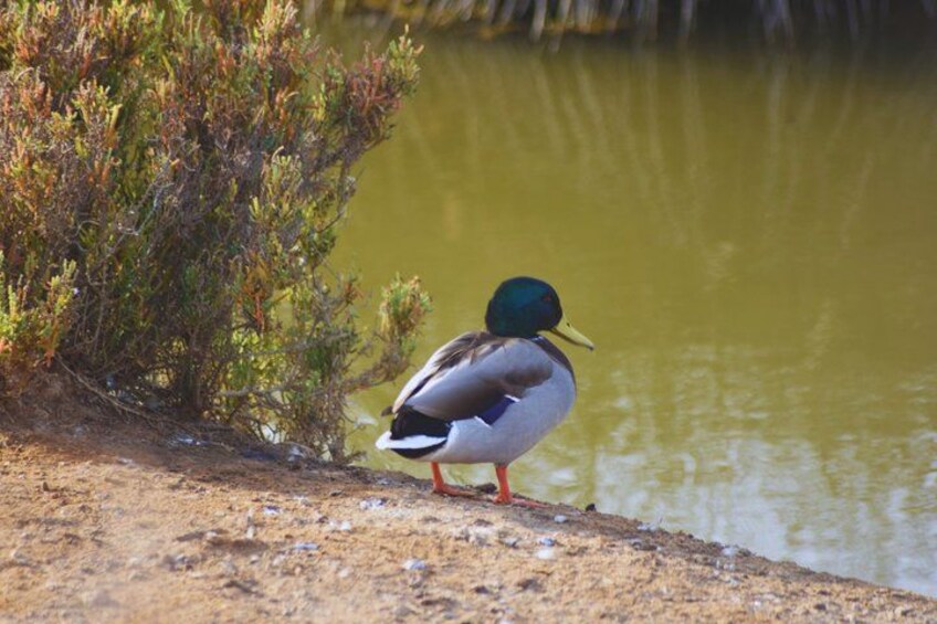 A duck standing by a body of water with vegetation nearby. 4
