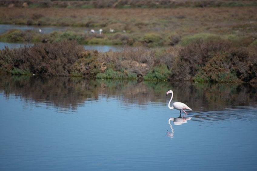 Een witte vogel staat in stilstaand water met reflecties van de omliggende begroeiing. 4