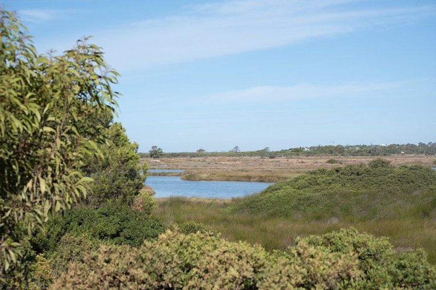 A coastal landscape with a body of water, dense vegetation, and a distant shoreline. 2