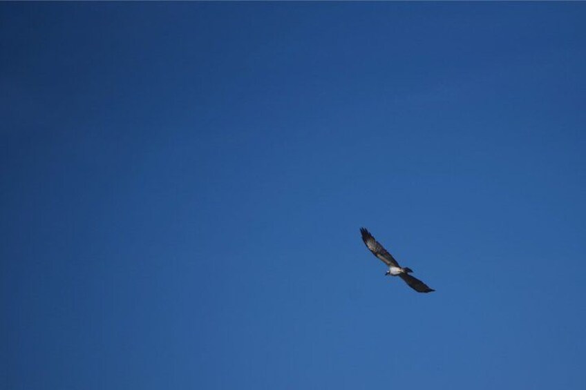 A bird in flight against a clear blue sky. 3