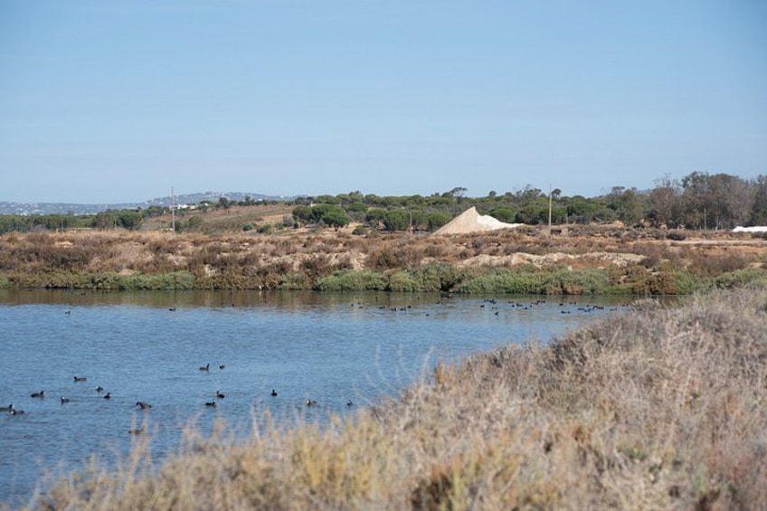 A body of water with ducks, dry grass, and a distant dune. 4