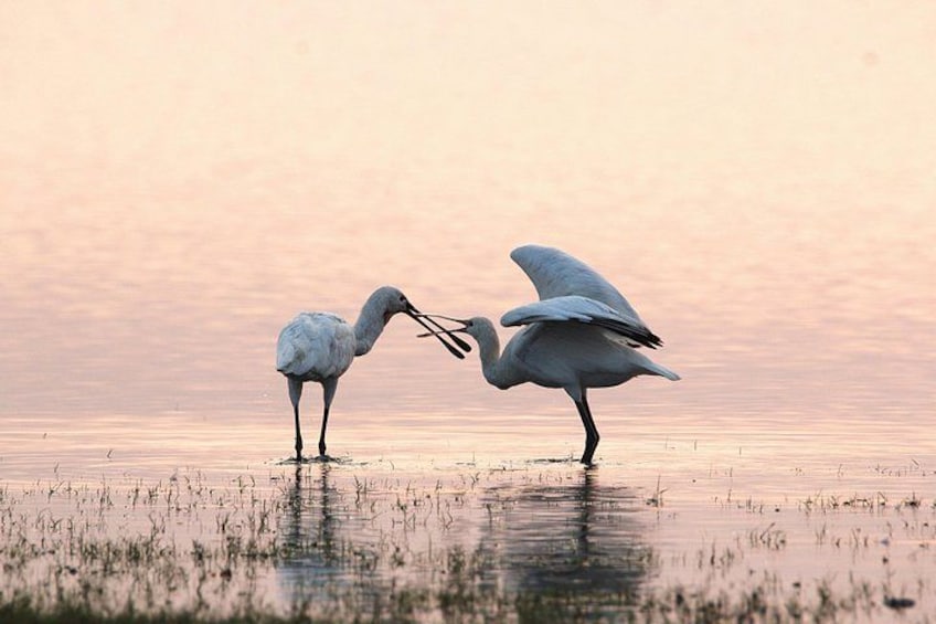 Twee vogels staan in ondiep water, met een roze lucht op de achtergrond. 5