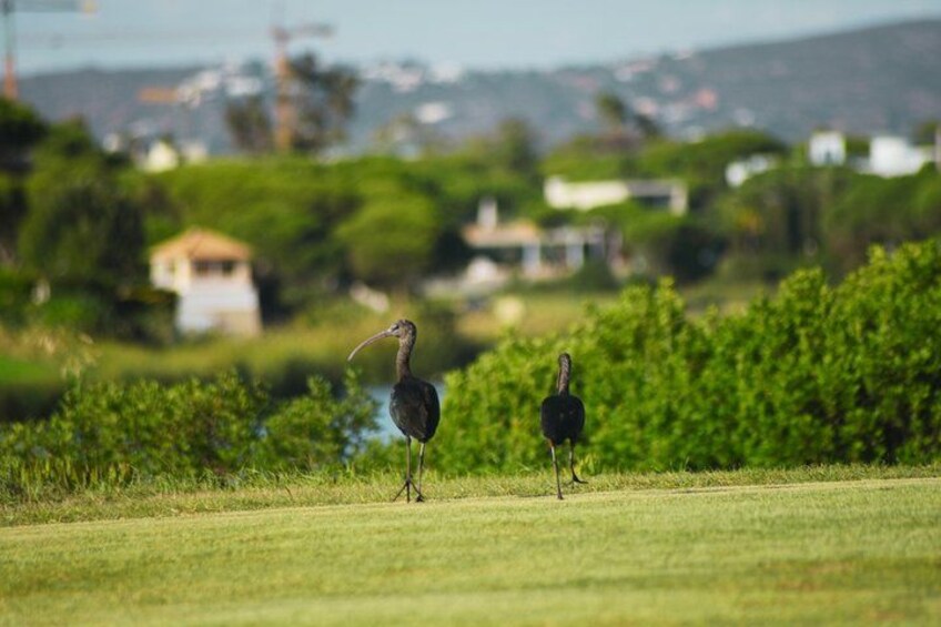 Two birds standing on a grassy field with a blurred background of greenery and buildings. 5