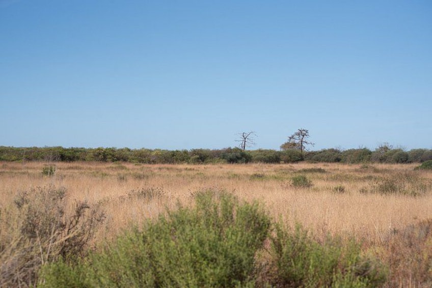 A savanna landscape with dry grass, scattered shrubs, and a few trees. 3
