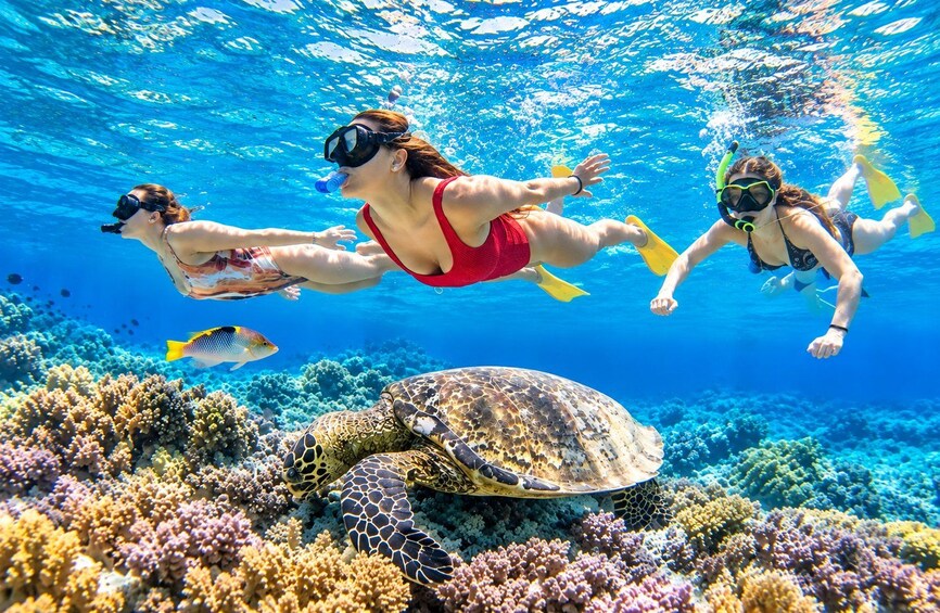 Two people snorkeling underwater with a sea turtle and coral reef. 1