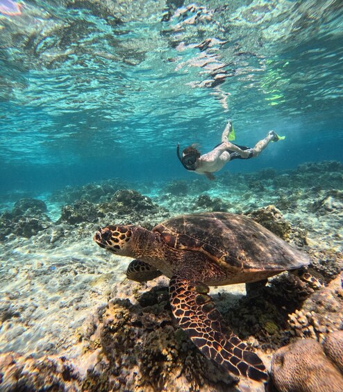Picture 58 for Activity Gili Air Snorkeling Tour with Turtles & GoPro Shared/Private 3