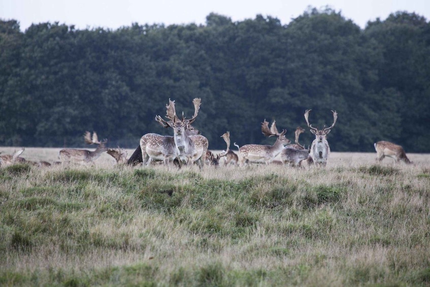 Picture 1 for Activity Copenhagen: Deer Park and Hermitage Palace Guided Walk 5