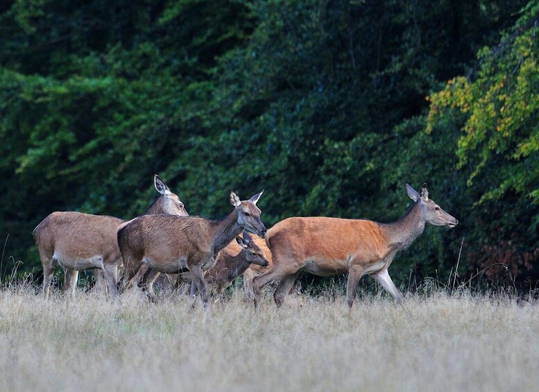 Picture 6 for Activity Copenhagen: Deer Park and Hermitage Palace Guided Walk 4
