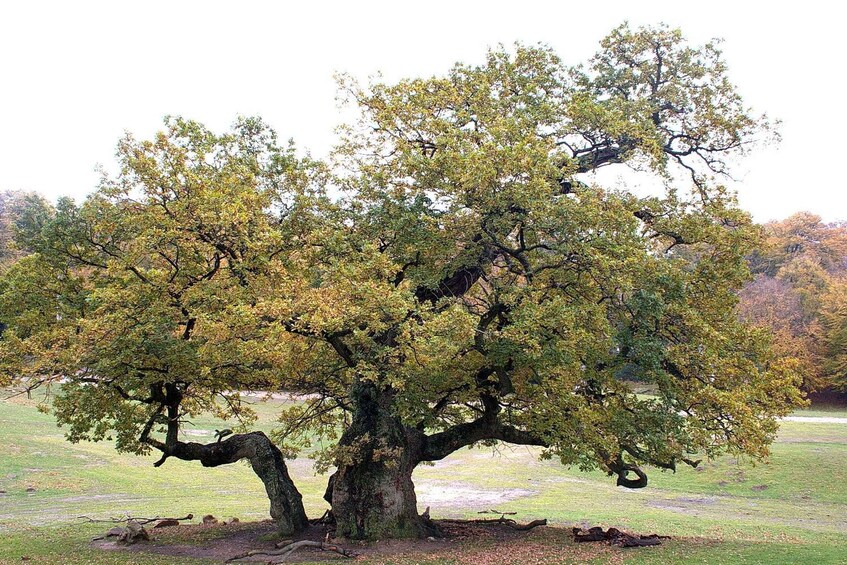 Picture 3 for Activity Copenhagen: Deer Park and Hermitage Palace Guided Walk 3