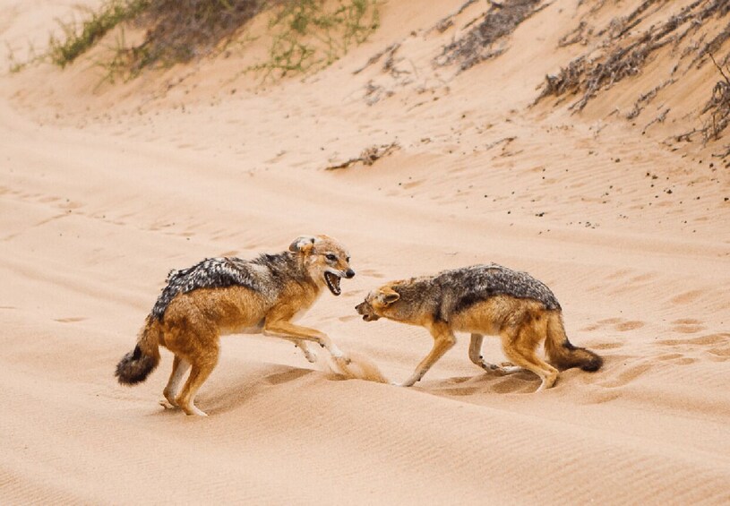 Two wolves in a sandy terrain with sparse vegetation. 3