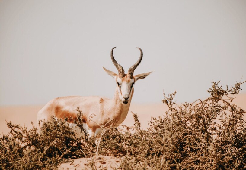 A desert landscape with sparse vegetation and a single animal. 2