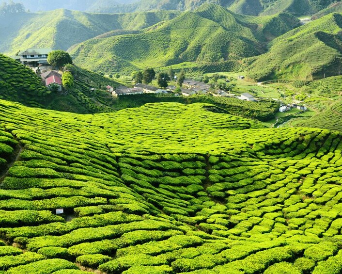 Terraced tea plantations with a house on a hill. 5