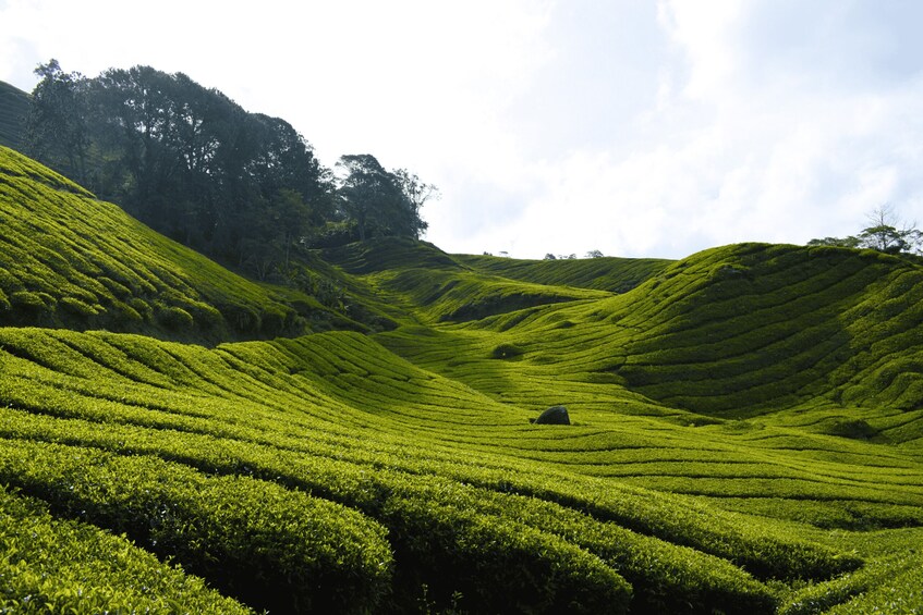 Terraced tea plantations with rolling hills and dense foliage. 4