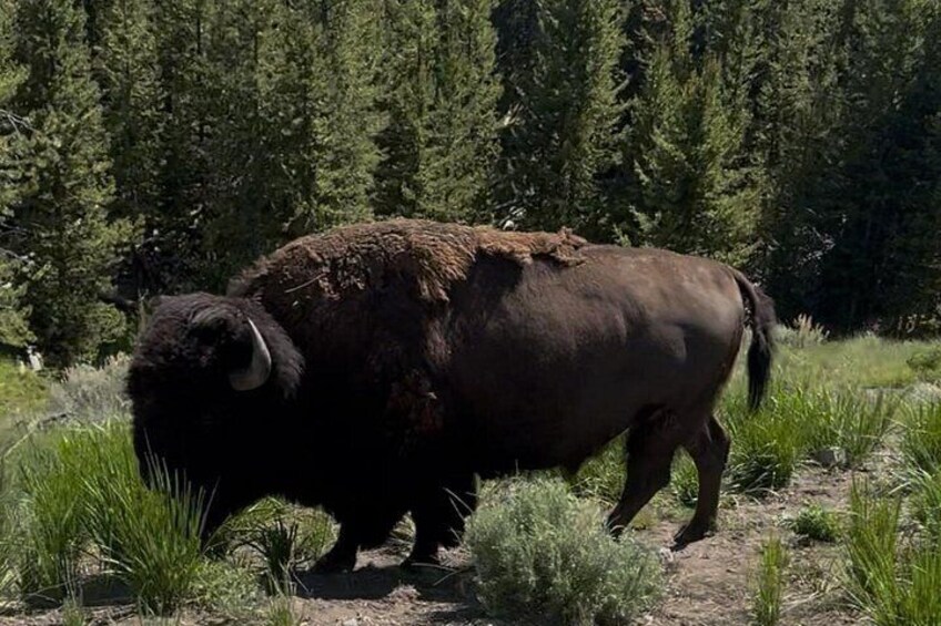 Yellowstone Tour Lower Loop Experience 5