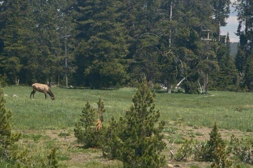 Yellowstone Tour Lower Loop Experience 2