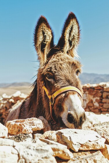 Picture 2 for Activity Castelbuono: Donkey ride between history and traditions 2