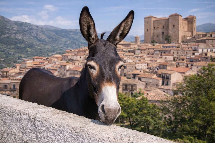 Castelbuono: Donkey ride between history and traditions 1