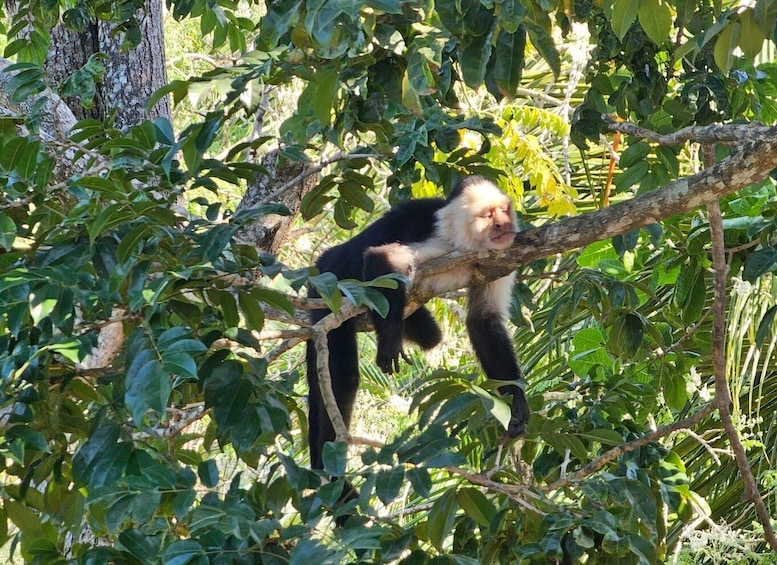 A black and white monkey climbing a tree branch in a dense forest. 5