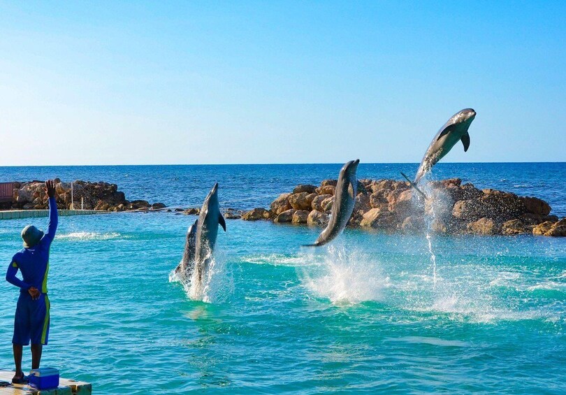 Dolphins jumping out of the water with a trainer. 1