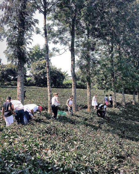 Picture 44 for Activity Nairobi: Purple Tea Farm Tour With Tea Tasting Experience 2