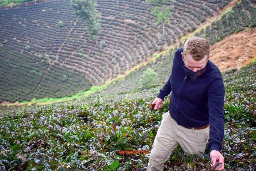 Picture 39 for Activity Nairobi: Purple Tea Farm Tour With Tea Tasting Experience 3