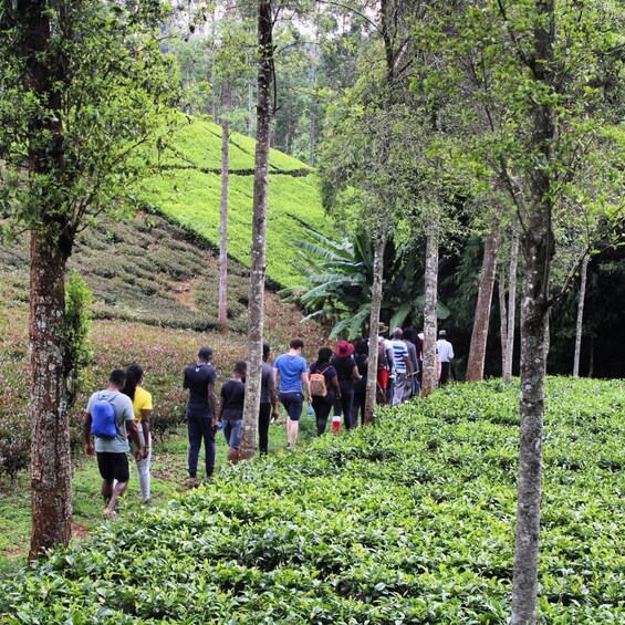 Picture 5 for Activity Nairobi: Purple Tea Farm Tour With Tea Tasting Experience 4