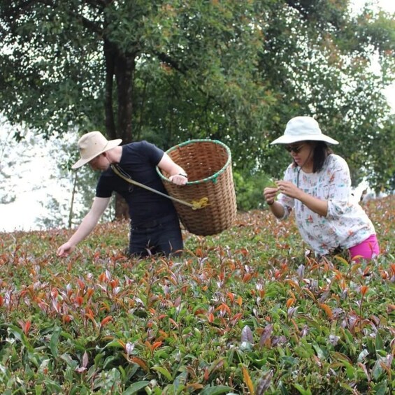 Nairobi: Purple Tea Farm Tour With Tea Tasting Experience 1