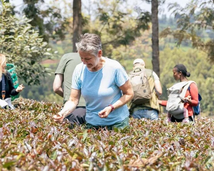 A group of people harvesting leafy greens in a field. 2