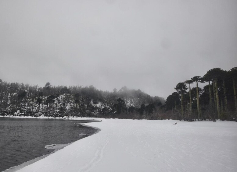 Picture 2 for Activity Pucón: Full-Day Excursion to Andean Lakes, Villarrica National Park. 3