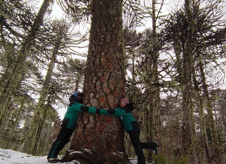 Picture 8 for Activity Pucón: Full-Day Excursion to Andean Lakes, Villarrica National Park. 2