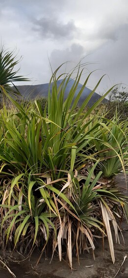 A plant with green leaves and dried brown leaves in a natural setting. 2