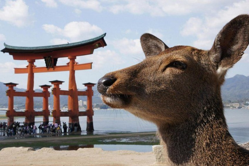 A deer with a traditional Japanese torii gate in the background. 2