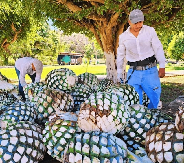 Finca 18 Tequila Tour w/ Chocolate Pairing + Pickup Point 1