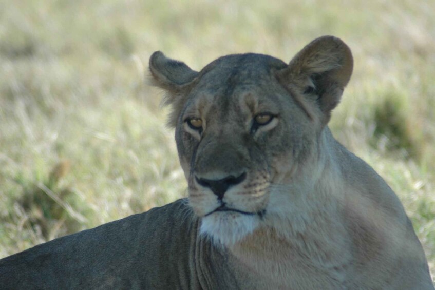 Un león con mirada fija, rodeado por una sabana herbosa. 4