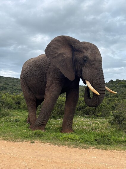 Un elefante parado sobre un sendero de tierra con follaje al fondo. 5