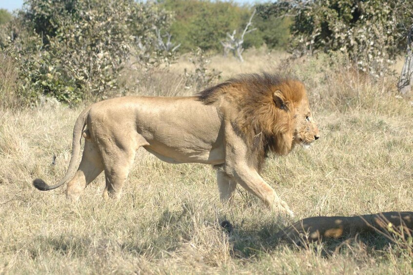 Un león camina por una sabana herbosa con árboles dispersos al fondo. 3